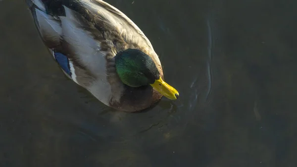 Ovanifrån Gräsänder Fågel Simma Klart Kallt Vatten Naturlig Bakgrund Drake — Stockfoto