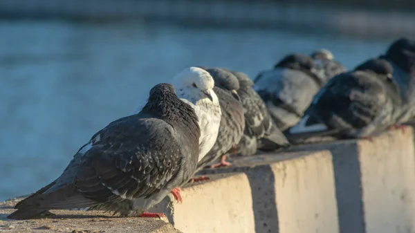 在一个阳光明媚的冬日里 鸽子成排地坐在河堤上的混凝土栅栏上 有选择的重点 一群鸽子在一起晒太阳 团队精神和城市观念 — 图库照片
