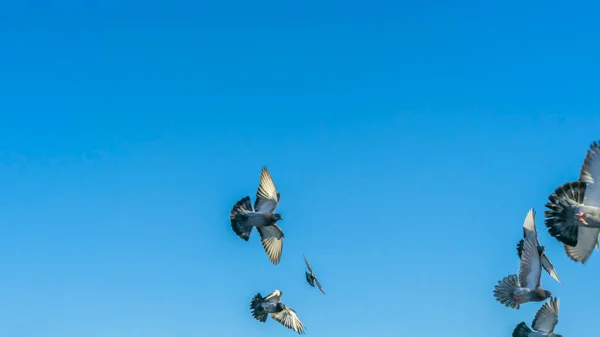 Vögel Fliegen Blauen Himmel Der Stadt Viele Fliegende Tauben Winterhimmel — Stockfoto