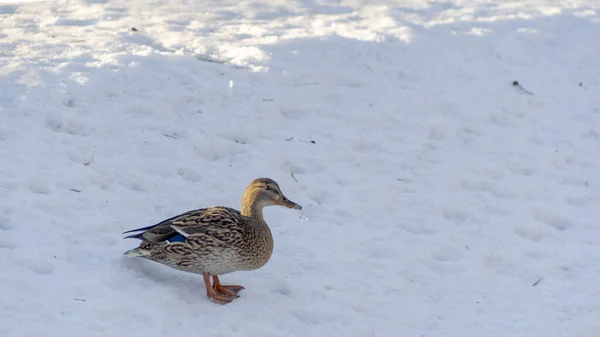 Braune Ente Spaziert Einem Sonnigen Wintertag Stadtpark Schnee Porträt Einer — Stockfoto