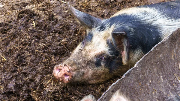 Cerdos Graciosos Encerrados Corral Cerdos Concepto Tierras Agrícolas Tema Animal —  Fotos de Stock