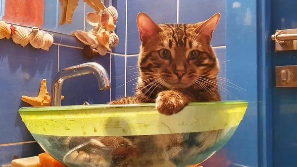 Ung Bengal Katt Sitter Glas Slink Rolig Bakgrund Djurens Tema — Stockfoto