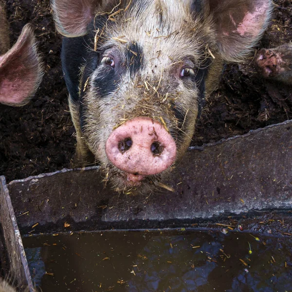 Porcos Engraçados Encerrados Numa Caneta Porco Conceito Terras Agrícolas Tema — Fotografia de Stock