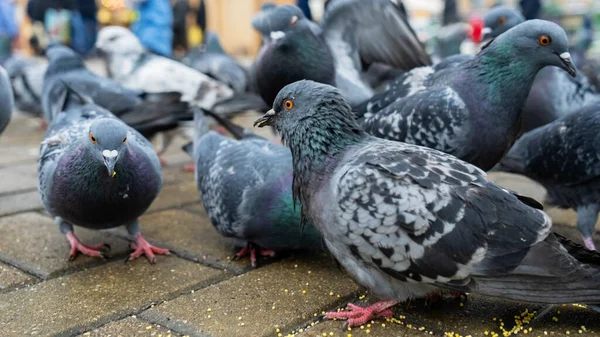 Many Pigeons Peck Millet Sidewalk Business Finance Concept Animal Theme — Stock Photo, Image