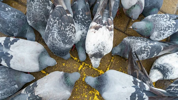 Crowd Pigeons Gathered Feeding Business Finance Concept Animal Theme — Stock Photo, Image
