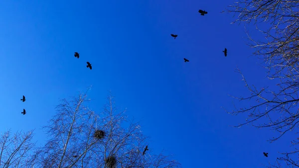成群的鸟儿在经典的蓝天背景上勾勒出轮廓和树枝 文字空间 商业概念 自然主题 — 图库照片