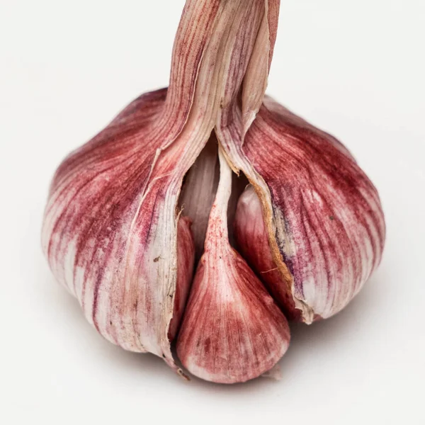 Close View Fresh Raw Purple Garlic Bulb Garlic Bulb Garlic — Stock Photo, Image