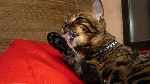 Gyönyörű Macska Nyalogatja Magát Otthon Bengáli Macska Mossa Nyalja Mancsát — Stock Fotó