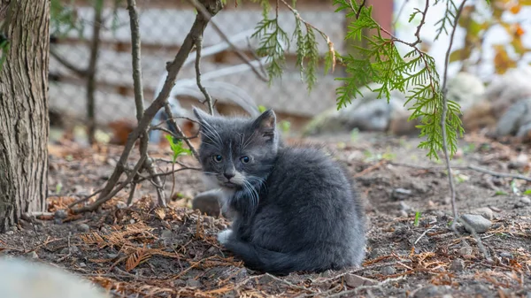 小灰猫坐在树下的院子里 小可爱的小猫 家养的猫 宠物在院子里散步 家养宠物 这只猫把目光移开了 — 图库照片