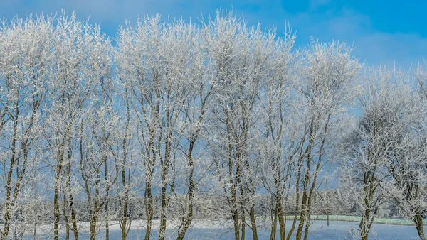 Des Branches Arbres Enneigées Contre Ciel Bleu Les Arbres Sont — Photo