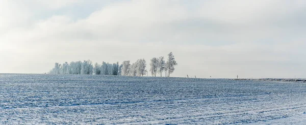 Zimowy Krajobraz Rolniczy Pod Śniegiem Drzewami Tle Zimowy Krajobraz Śnieżnym — Zdjęcie stockowe