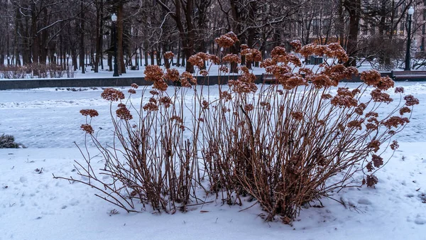 Snow Rime Ice Branches Bushes Selective Focus Dry Plants Park — Stock Photo, Image