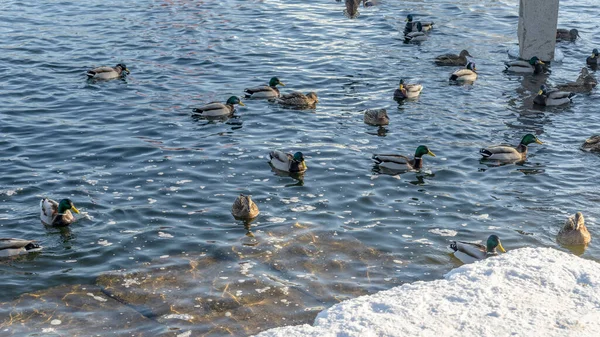 Patos Rastos Aves Aquáticas Rio Inverno Perto Águas Abertas Cidade — Fotografia de Stock