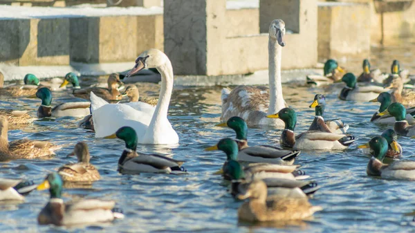 都市の冬のアヒルや白鳥の大規模な量 冬の川にはアヒルや白鳥のペアがたくさんいます 冬の街並み 自然背景 — ストック写真