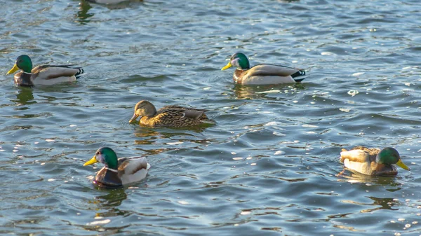 Vodní Ptactvo Kachny Draky Zimní Řece Blízkosti Otevřené Vody Městě — Stock fotografie