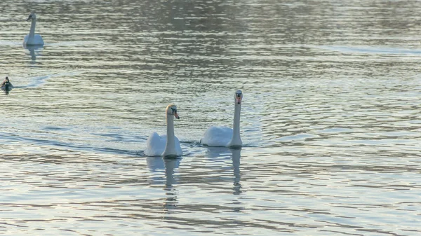 A pair of mute swans, Cygnus olor, on a winter city river. A pair of swans is a symbol and allegory of love and fidelity. Space for text. Wildlife concepts.