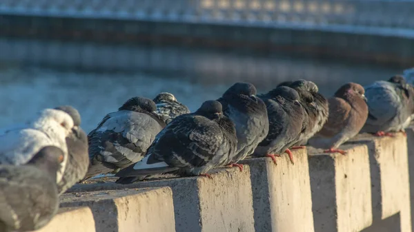 Pigeons Sit Row Concrete Fence River Embankment Sunny Winter Day — Stock Photo, Image