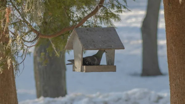 雪の公園の木製の鳥のフィーダーにかわいいハト 環境への配慮 鳥に餌をやる バードウォッチングの概念 テキストのスペース — ストック写真