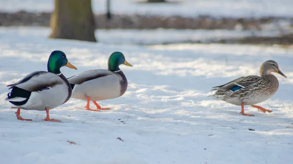 Dois Cinzentos Com Rastros Azuis Pato Marrom Andando Neve Parque — Fotografia de Stock