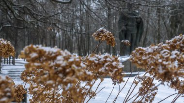 Parktaki kuru bitkilerin yakın çekim görüntüsü kırağı kaplıyor. Seçici odaklanma. Soğuk karlı hava. Çalıların dallarında kar ve rime buzu. Çimlerde donmuş çiğ taneleri. Metin için boşluk.