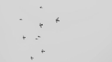 Gökyüzünde grup halinde uçan güvercinlerin siyah ve beyaz görüntüsü. Gri gökyüzünde uçan güvercin sürüsü. Seçici odaklanma. Bulanık hareket. Mesaj için yer var. Kinayeli kavramlar.