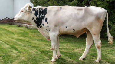 Gösteri rafındaki boğa yapımcısı. Tarım kataloğu için resimler. İneklerin döllenmesi için sperm üretimi.