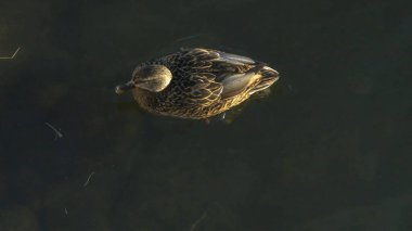 Ördek kuşunun temiz soğuk suda yüzüşünün üst görüntüsü doğal arka plan. Şehirde kışı geçiren bir ördek. Hayvan teması. Metin için boşluk.
