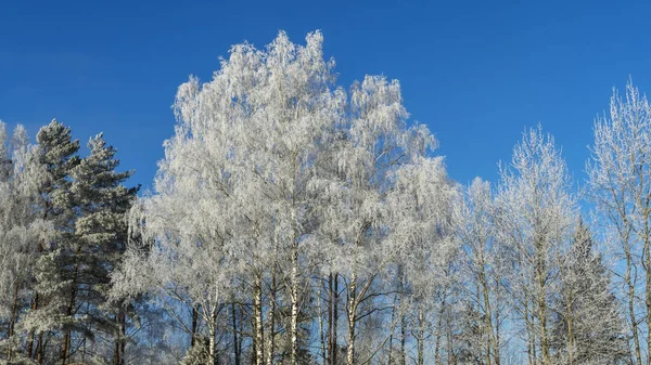 Des Branches Arbres Enneigées Contre Ciel Bleu Les Arbres Sont — Photo