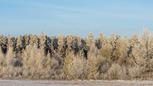 Zimowy Krajobraz Śnieżnymi Krzewami Drzewami Tle Błękitnego Nieba Rośliny Pokryte — Zdjęcie stockowe