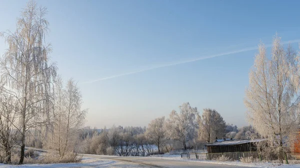 Berkenbomen Vorst Winter Overdag Sneeuw Bedekt Veld Wat Kale Loofbomen — Stockfoto