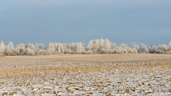 Zimní Zemědělská Krajina Krajina Pod Sněhem Stromy Pozadí Zimní Krajina — Stock fotografie