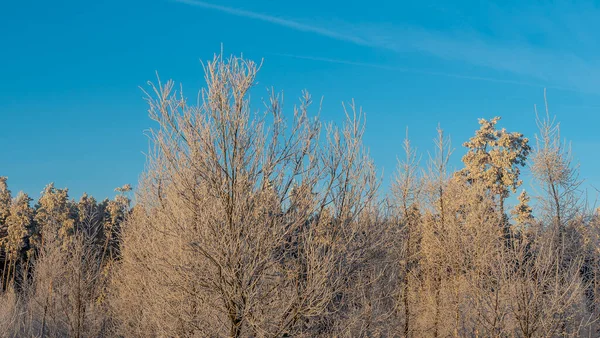 Vinterlandskap Med Snöiga Buskar Och Träd Blå Himmel Bakgrund Växterna — Stockfoto
