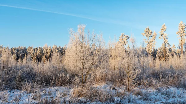 Zimowy Krajobraz Śnieżnymi Krzewami Drzewami Tle Błękitnego Nieba Rośliny Pokryte — Zdjęcie stockowe