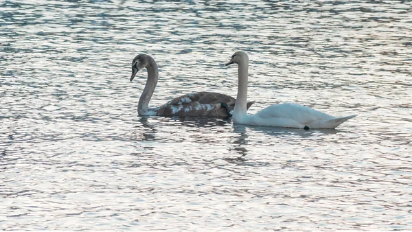 Close-up view of a pair of mute swans on winter city river at sunset. One swan is brown, the second is white. A pair of swans is a symbol and allegory of love and fidelity. Space for text.