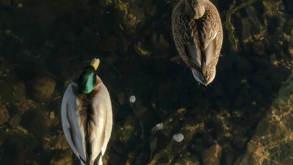 Horní Pohled Kachny Drake Plavat Čisté Studené Vody Přírodního Pozadí — Stock fotografie