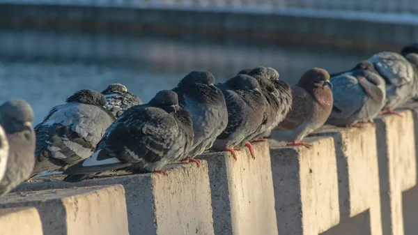 Pigeons Sit Row Concrete Fence River Embankment Sunny Winter Day — Stock Photo, Image
