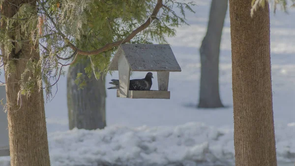 雪の公園の木製の鳥のフィーダーにかわいいハト 環境への配慮 鳥に餌をやる バードウォッチングの概念 テキストのスペース — ストック写真