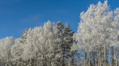 Mavi gökyüzüne karşı karla kaplı ağaç dalları. Ağaçlar kar ve mavi gökyüzüne karşı istifle kaplıdır. Doğa geçmişi. Ağaç dalları beyaz buzla kaplıdır..