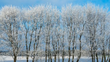 Mavi gökyüzüne karşı karla kaplı ağaç dalları. Ağaçlar kar ve mavi gökyüzüne karşı istifle kaplıdır. Doğa geçmişi. Ağaç dalları beyaz buzla kaplıdır..