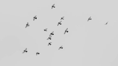 Gökyüzünde grup halinde uçan güvercinlerin siyah ve beyaz görüntüsü. Gri gökyüzünde uçan güvercin sürüsü. Seçici odaklanma. Bulanık hareket. Mesaj için yer var. Kinayeli kavramlar.