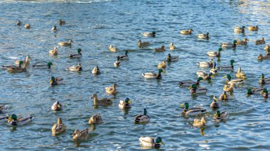Şehirdeki açık suların yakınındaki bir kış nehrinde su kuşu ördekleri ve drenler. Seçici odaklanma. Ön planda ve arka planda odaklanmamış. Ördekler insanlardan yemek bekliyor..