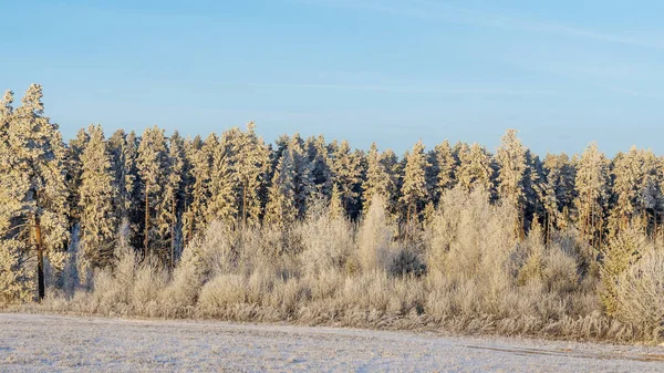 Vinterlandskap Med Snöiga Buskar Och Träd Blå Himmel Bakgrund Växterna — Stockfoto