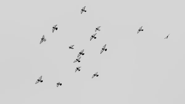 Vue Noir Blanc Pigeons Volant Dans Ciel Groupes Troupeau Pigeons — Photo