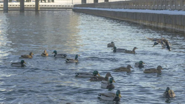 Водоплавающие Утки Дрейки Зимней Реке Возле Открытой Воды Городе Стая — стоковое фото