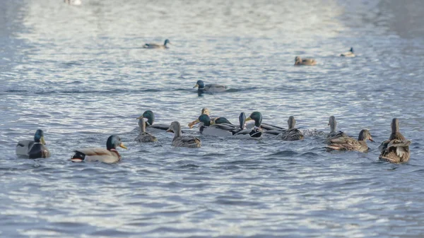 Şehirdeki Açık Suların Yakınındaki Bir Kış Nehrinde Kuşu Ördekleri Drenler — Stok fotoğraf