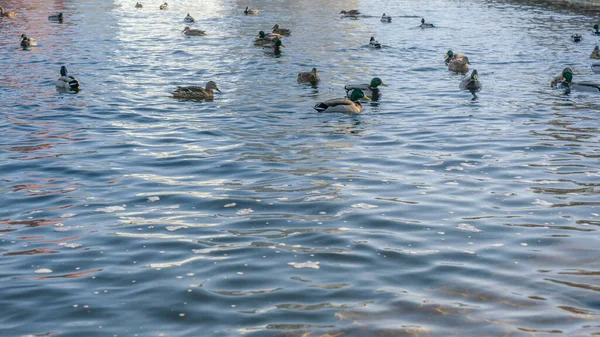 Vodní Ptactvo Kachny Draky Zimní Řece Blízkosti Otevřené Vody Městě — Stock fotografie