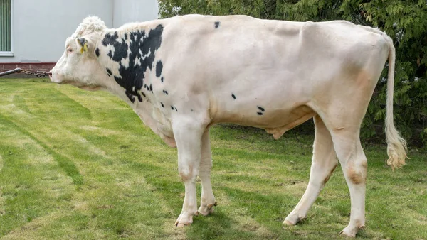 Bellissimo Toro Riproduttore Nel Recinto Dell Azienda Agricola Produttore Tori — Foto Stock