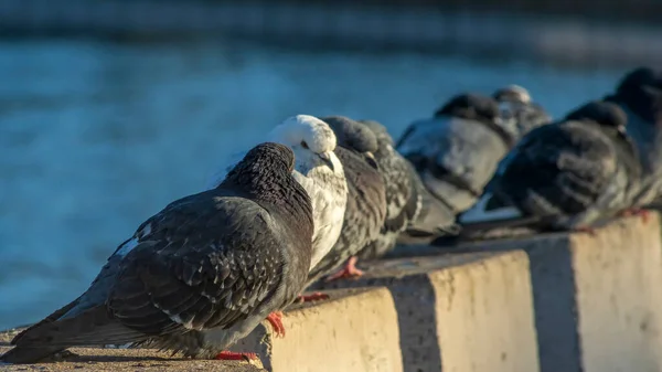 Голуби Сидять Поспіль Бетонному Паркані Набережній Річки Сонячний Зимовий День — стокове фото
