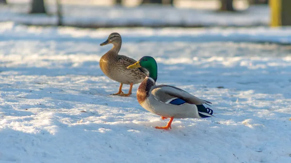 Pato Marrom Cinza Com Drake Azul Andando Neve Parque Cidade — Fotografia de Stock