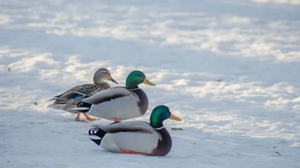 Dois Cinzentos Com Rastros Azuis Pato Marrom Andando Neve Parque — Fotografia de Stock